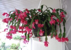 Como Escolher as Melhores Flores Pendentes para seu Apartamento