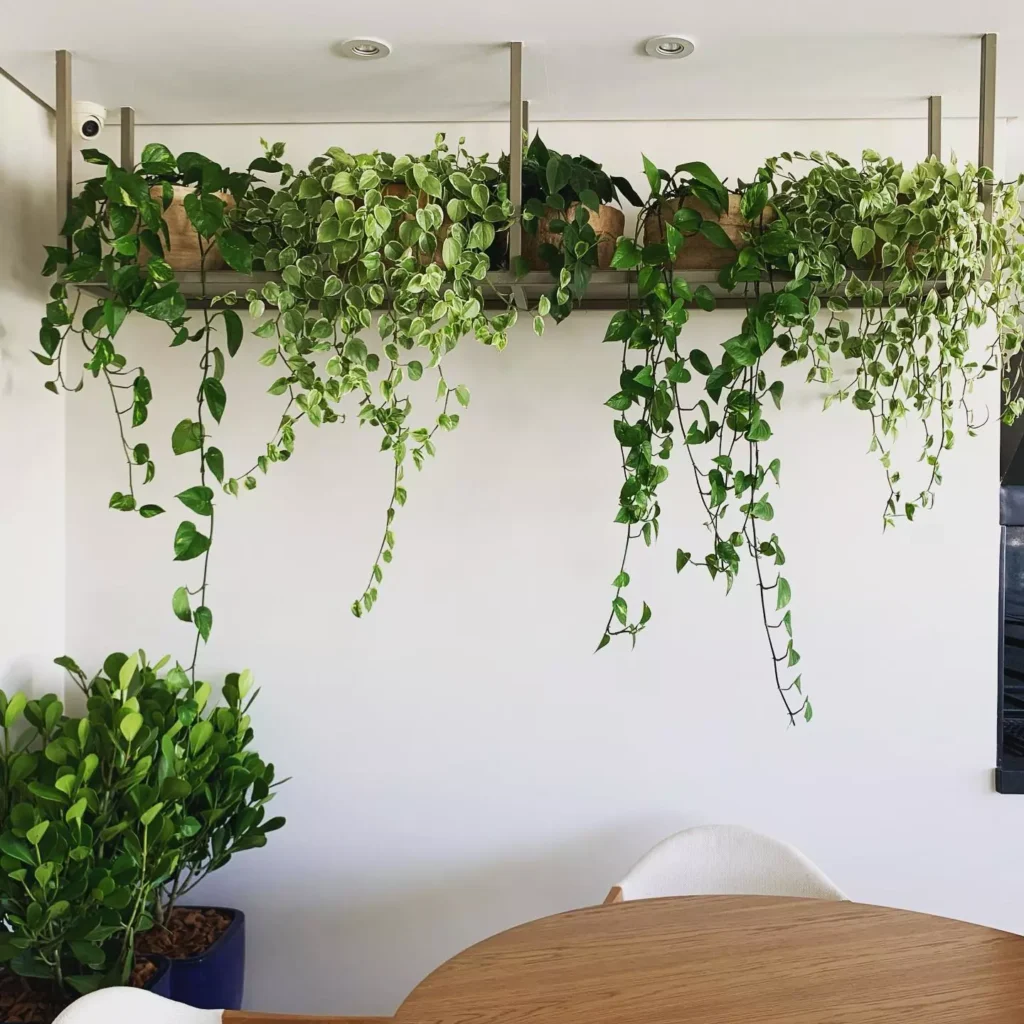 Guia Completo de Cuidados com Plantas em Jardins Verticais