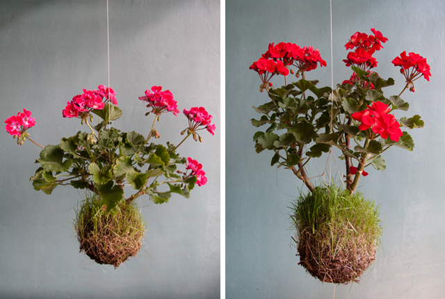 Guia Completo de Cuidados com Plantas em Jardins Verticais