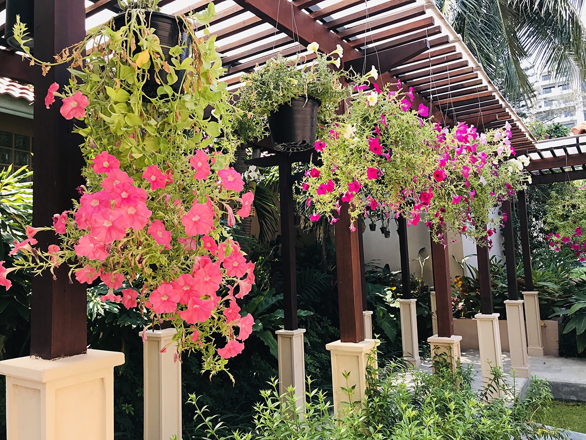 Flores que Florescem o Ano Todo: Opções para seu Jardim de Inverno