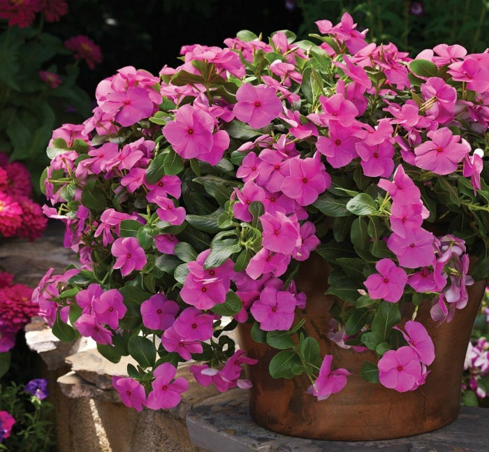 Petúnias: Cores que Explodem e Floração Contínua - inspiração 2