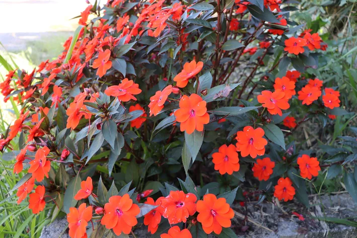 Begônias: Elegância e Variedade para Sombra e Sol Parcial - inspiração 1