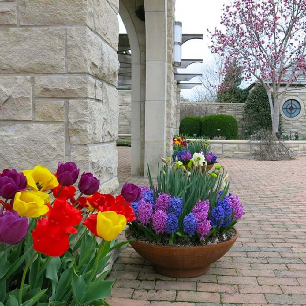 Impatiens: O Toque de Cor Ideal para Cantinhos Sombrios - inspiração 1