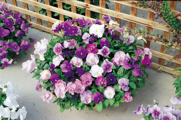 Lantanas: Resistência e Atrações para Borboletas - inspiração 1