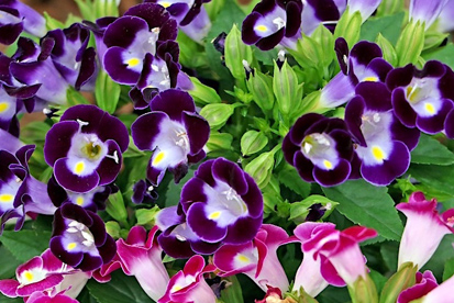 Cravos: Fragrância Deliciosa e Paleta de Cores Diversa - inspiração 1