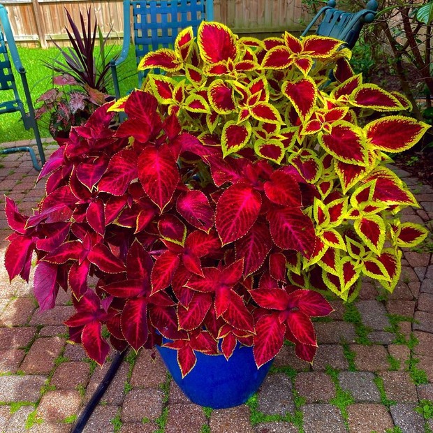 Amor-perfeito: Um Festival de Carinhas Coloridas o Ano Todo - inspiração 1