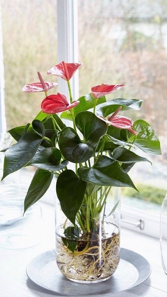 Orquídeas Phalaenopsis: Elegância que Não Exige Sol Direto - inspiração 1