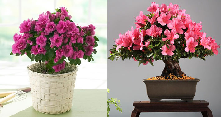 Peperômias: Charmosas e Compactas para Mesas e Estantes - inspiração 2