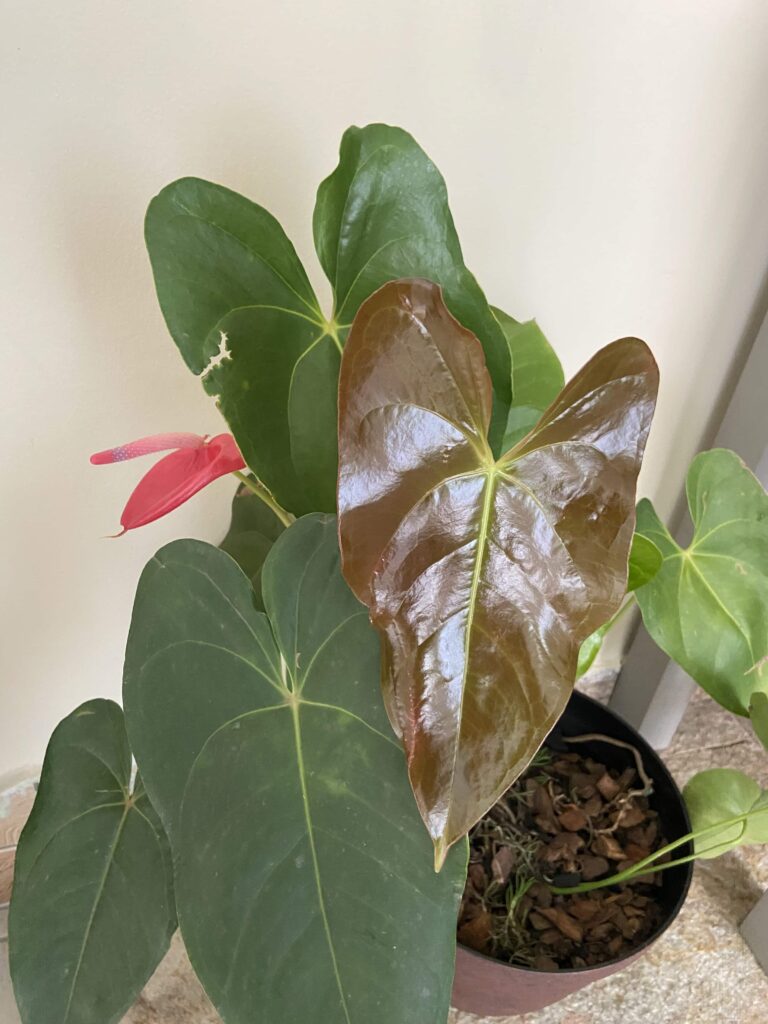 Espada-de-São-Jorge: Purificadora de Ar e Resistente - inspiração 2