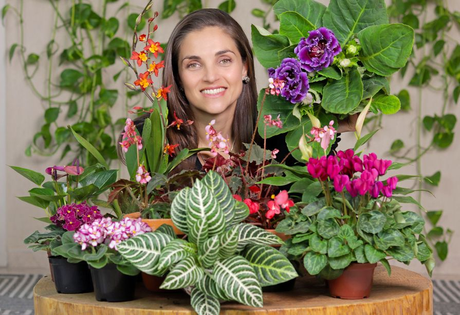 Lírio da Paz: Sofisticação e Alerta de Irrigação - inspiração 2