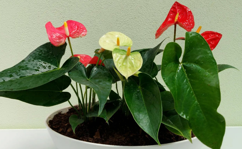 Clorofito: Fácil Cuidado e Produção de Novas Mudas - inspiração 2