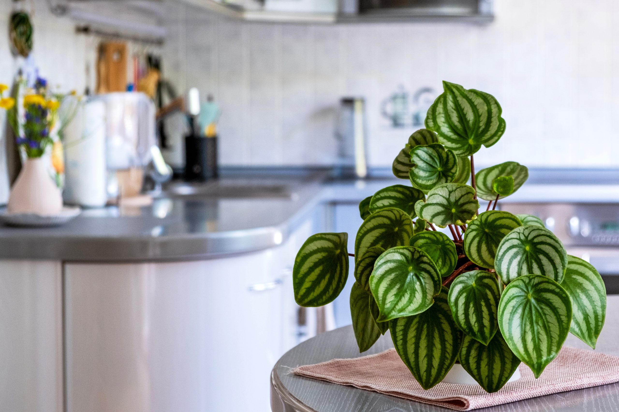 Begônias: Variedade de Folhagens e Flores Delicadas - inspiração 1