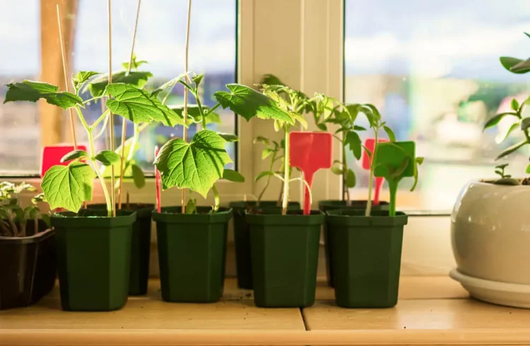 A Beleza que Floresce: Decorando com Sua Horta Orgânica - inspiração 1