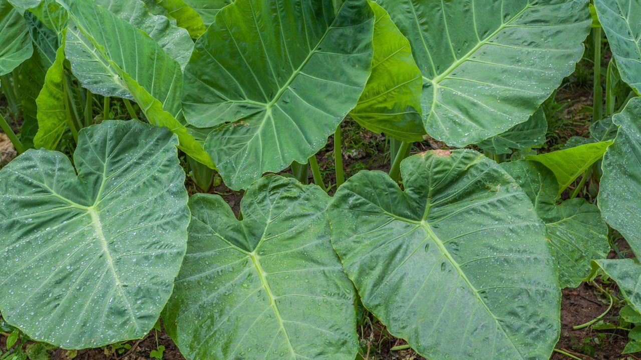 Controle de Pragas e Doenças Sem Químicos - inspiração 2