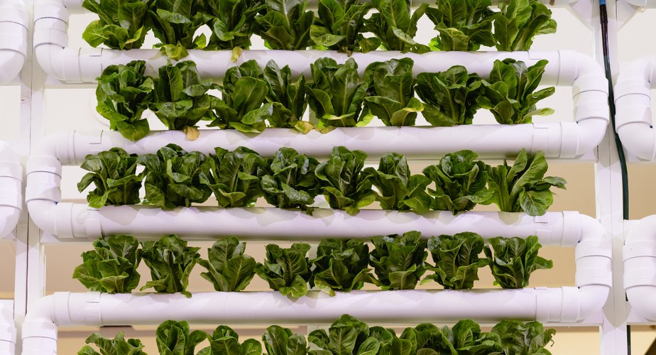 Erros Comuns ao Montar sua Horta Hidropônica e Como Evitá-los