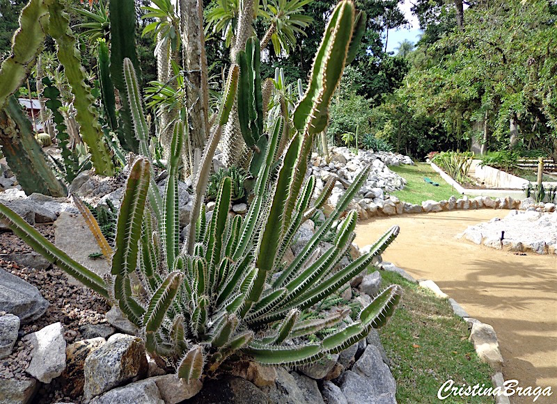 10 plantas ideais para jardins rochosos