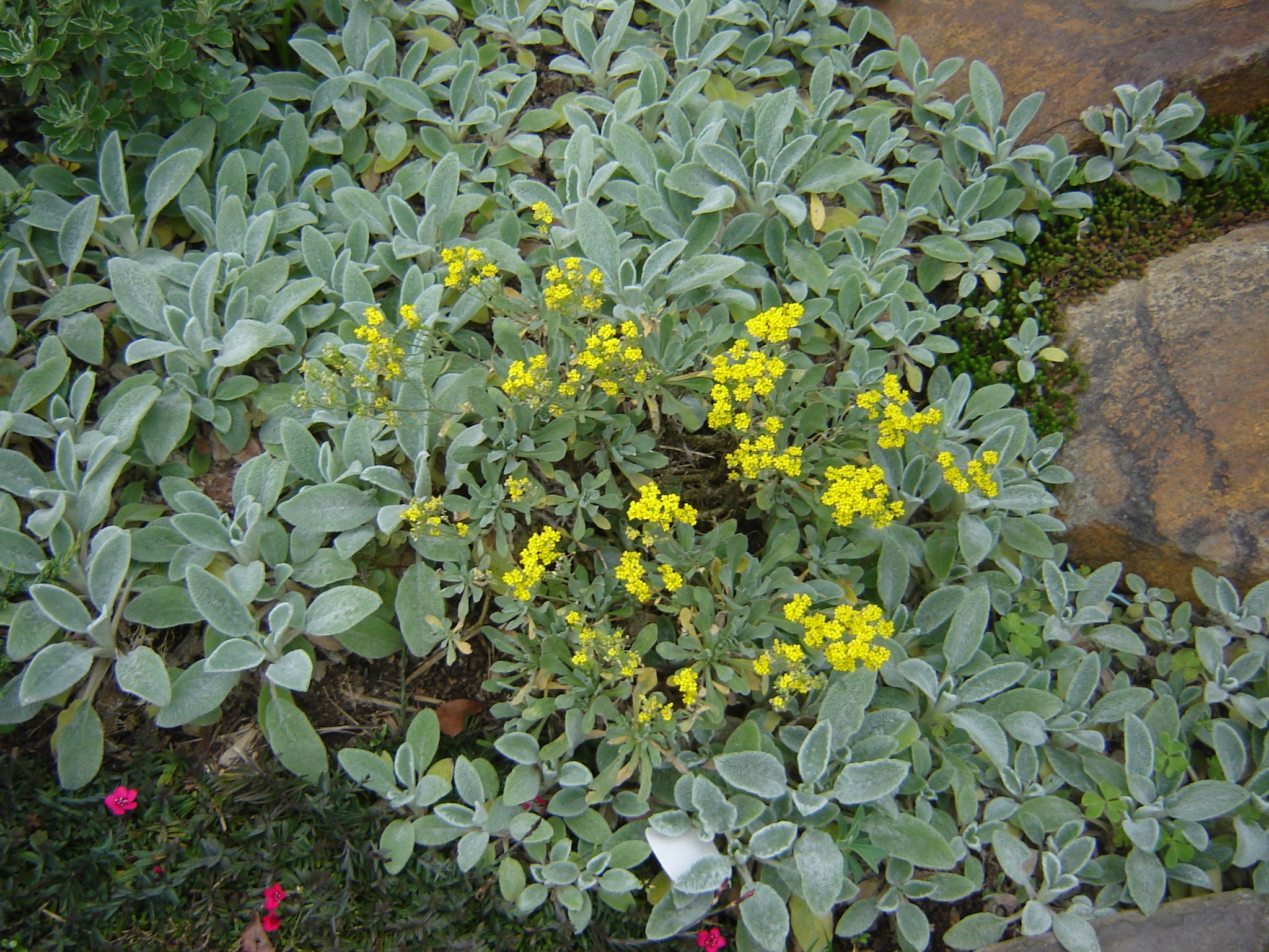 Dicas de manutenção para jardins rochosos