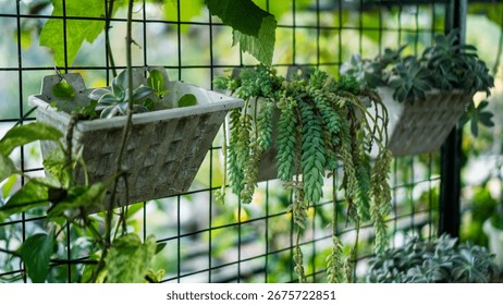 Atenção às Pragas e Doenças Comuns: Como Prevenir e Agir - inspiração 2