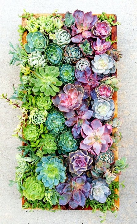 Ferramentas Essenciais Que Facilitam a Vida de Quem Cuida de Jardins Verticais - inspiração 2