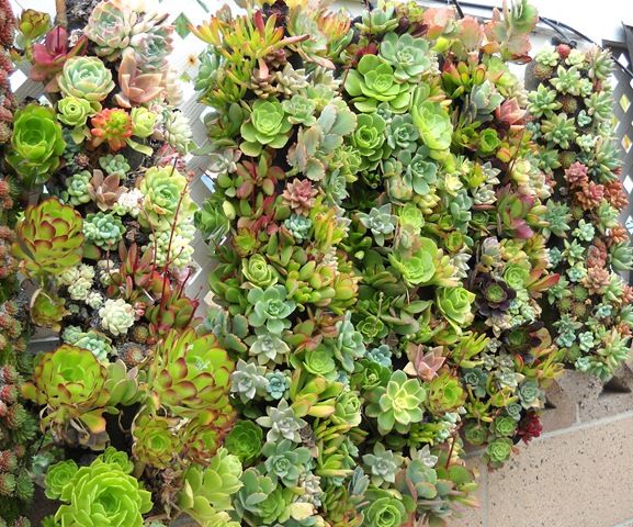 Irrigação Inteligente: A Quantidade Certa de Água Que Suas Suculentas Precisam - inspiração 2