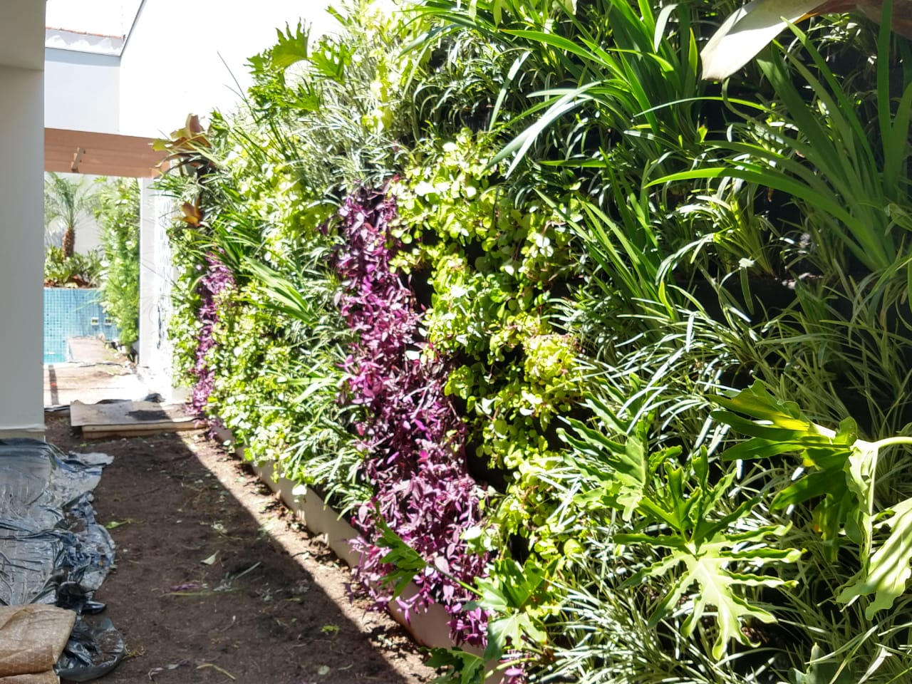 jardim vertical para muro de divisa