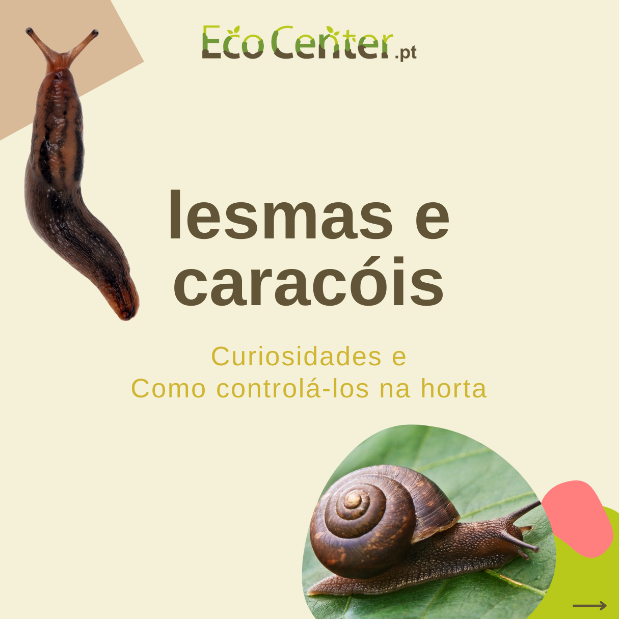 Como identificar lesmas e caracóis no jardim
