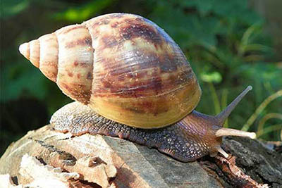 Métodos naturais para eliminar lesmas e caracóis