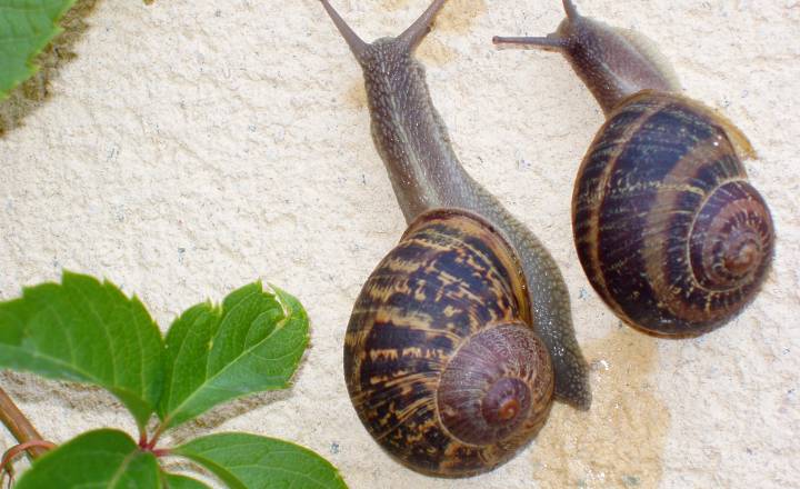 Métodos naturais para eliminar lesmas e caracóis