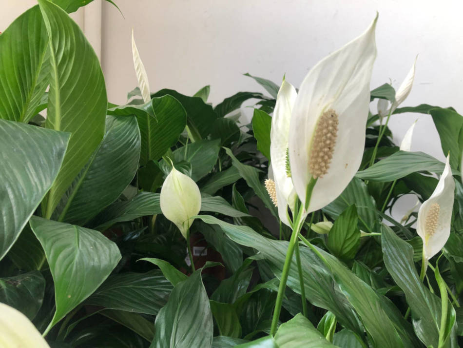 Escolhendo o Local Ideal: Luz e Sombra para Lírios Felizes - inspiração 1