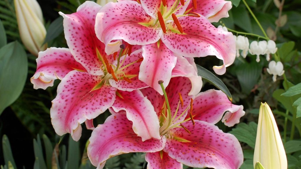 O Solo Perfeito: Drenagem e Nutrição para Suas Raízes - inspiração 1