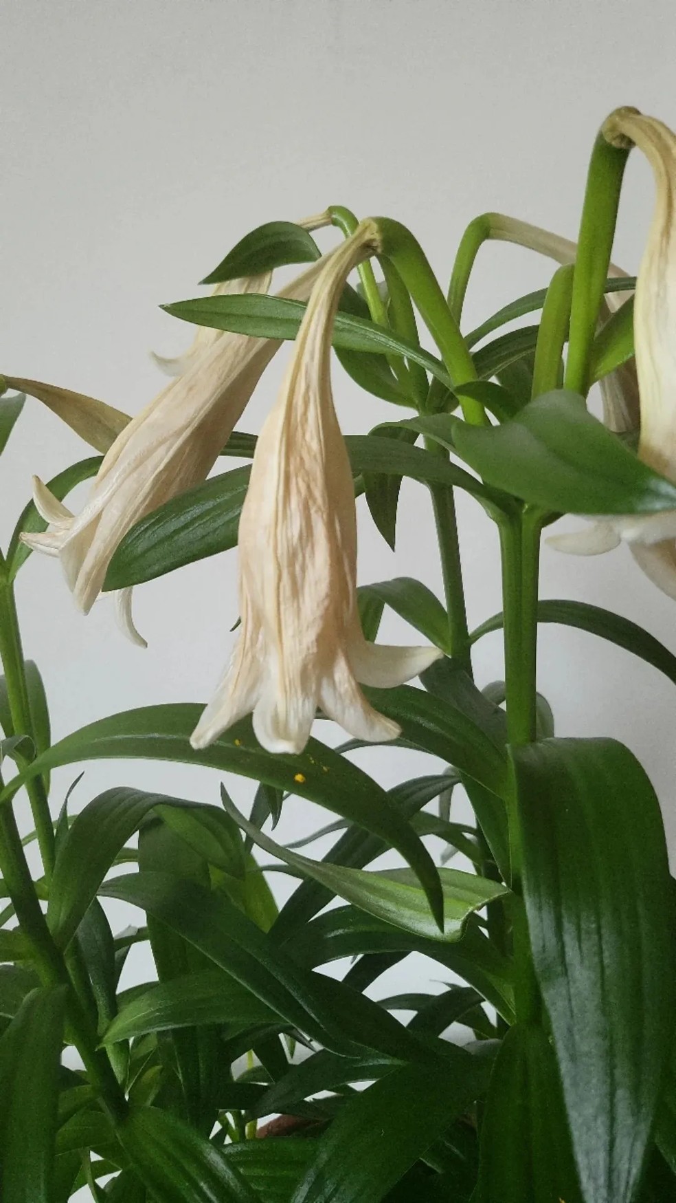 Adubação Estratégica: Alimentando Seus Lírios para Flores Robustas - inspiração 1