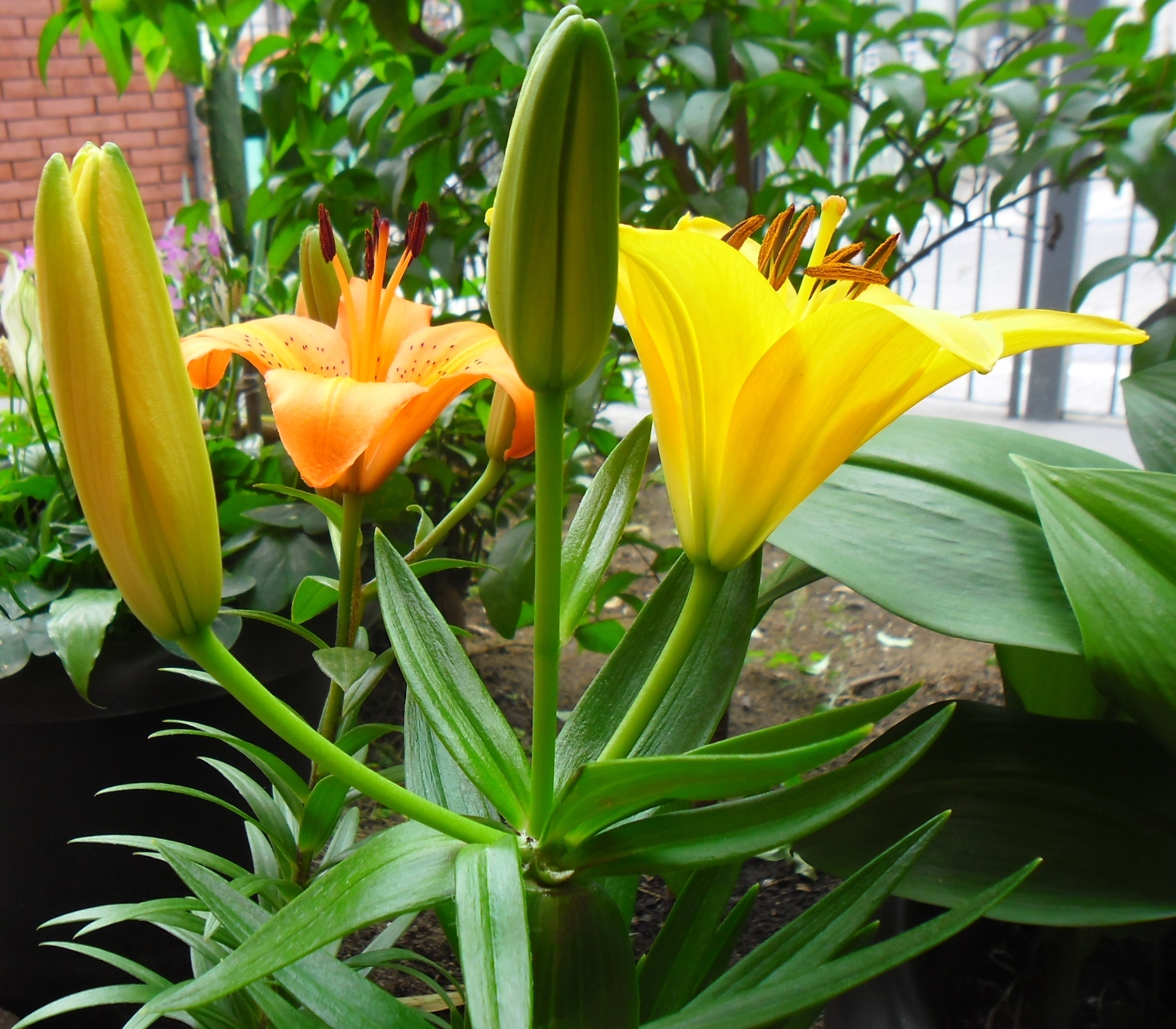 Podas Inteligentes: Removendo Flores Murchas e Folhas Secas - inspiração 2