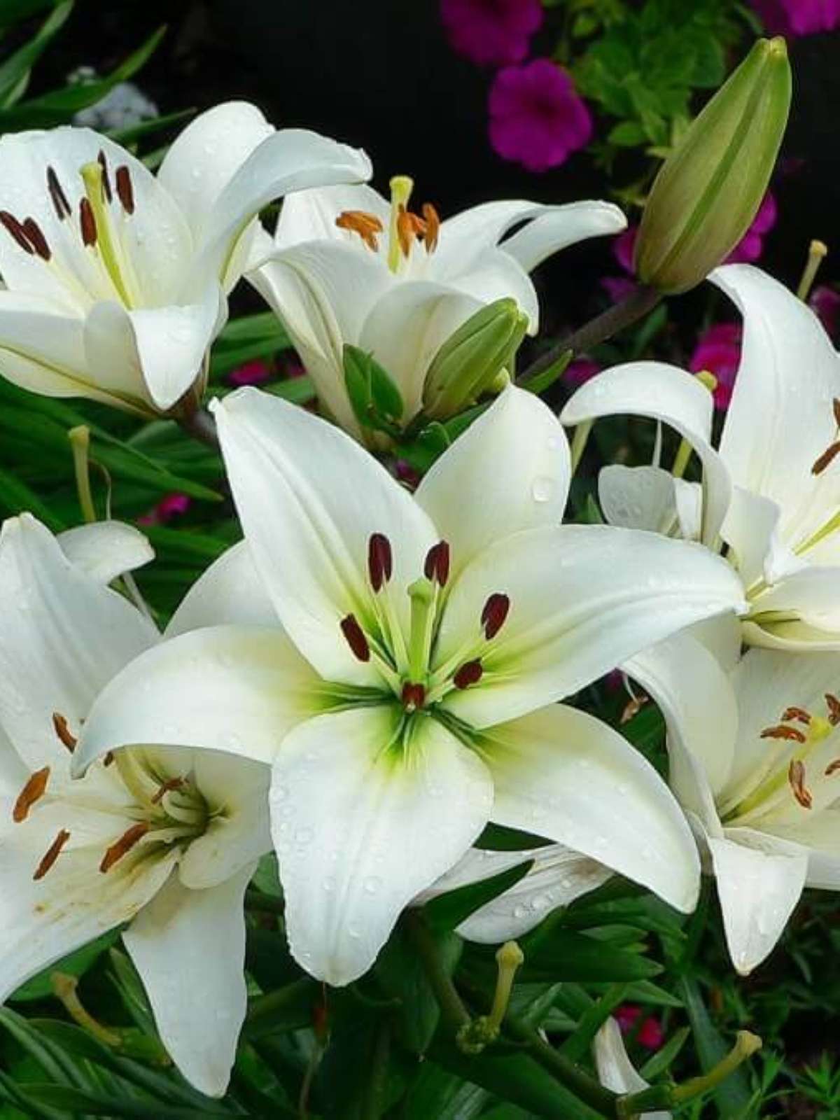 Controle de Pragas e Doenças: Protegendo Sua Beleza Natural - inspiração 1