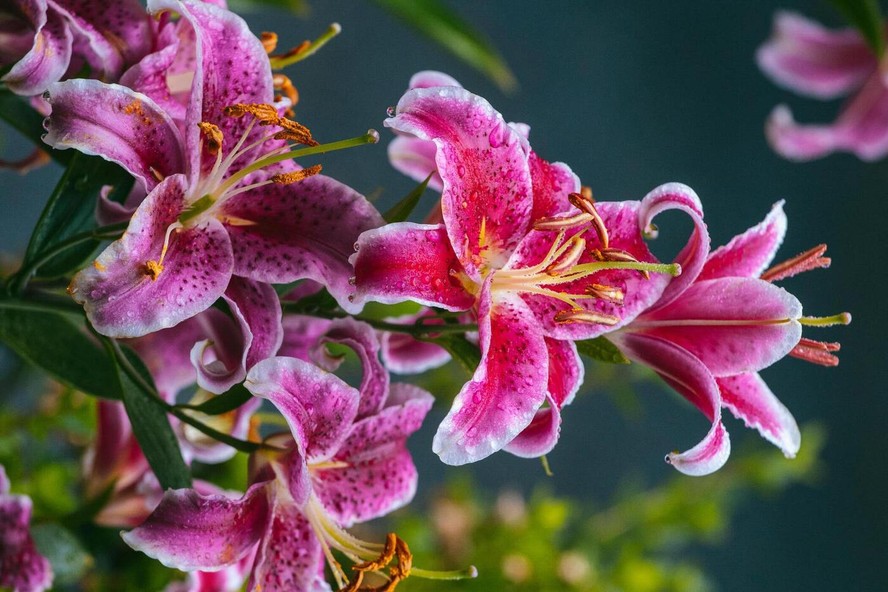 Multiplicação: Como Ter Mais Lírios no Seu Jardim - inspiração 1