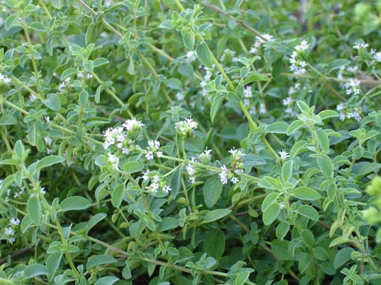 manjerona como cultivar