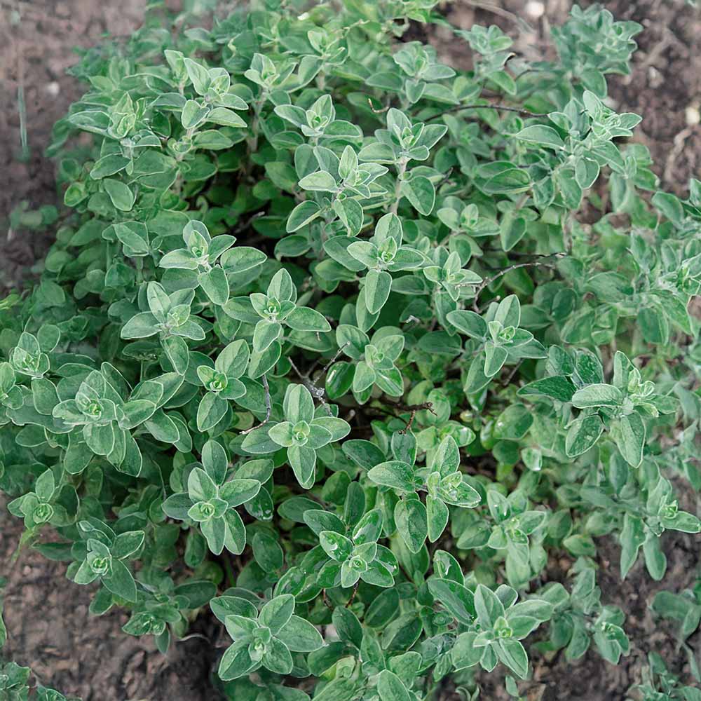 Como Secar e Armazenar Manjerona para Conservar o Aroma