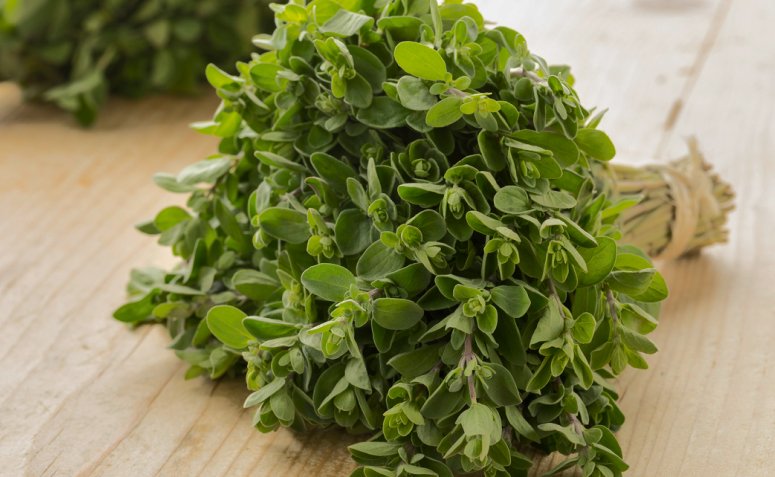 Manjerona vs. Orégano: Entenda as Diferenças e Usos