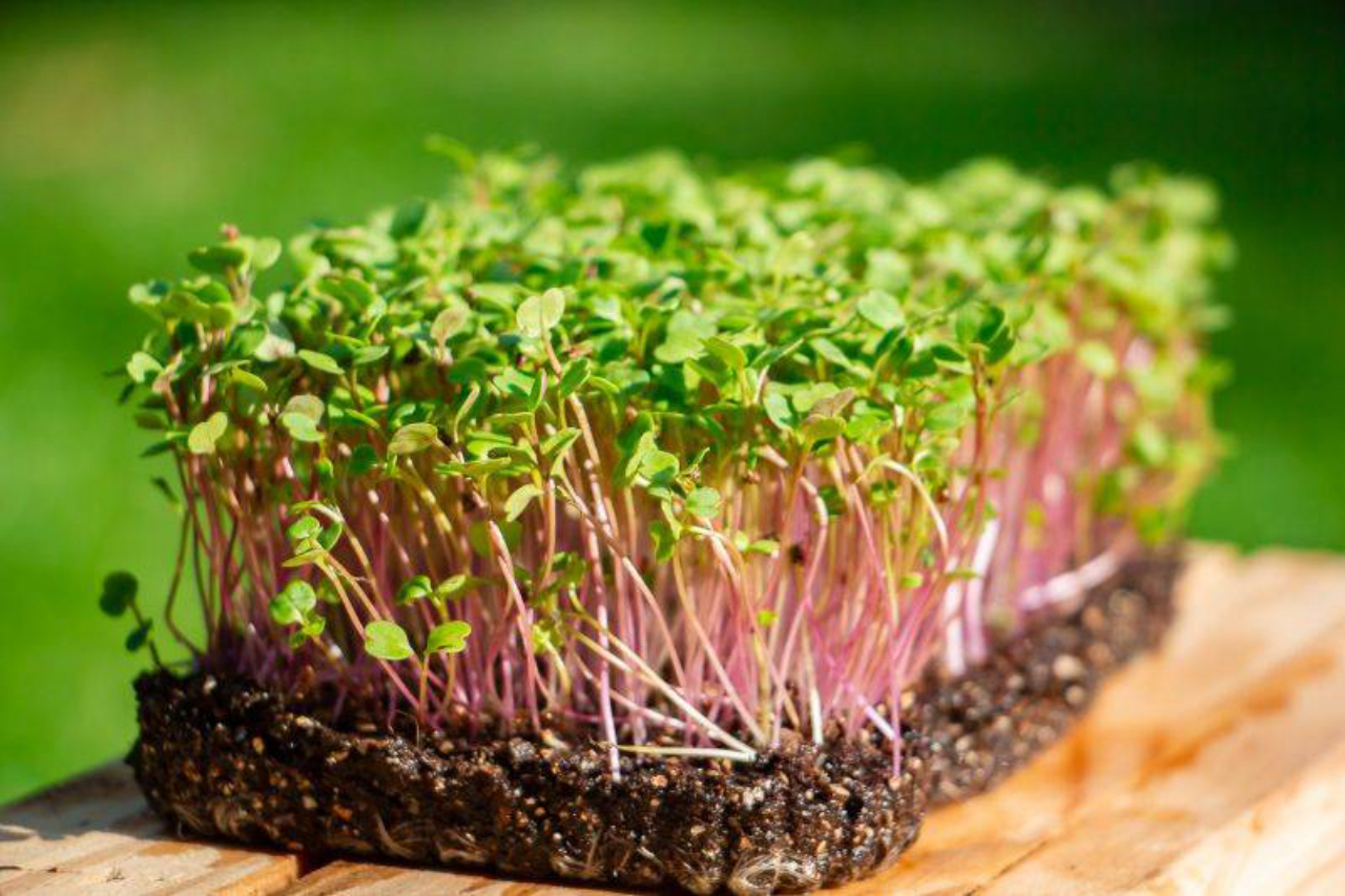 A Escolha Certa das Sementes para o Sucesso - inspiração 2