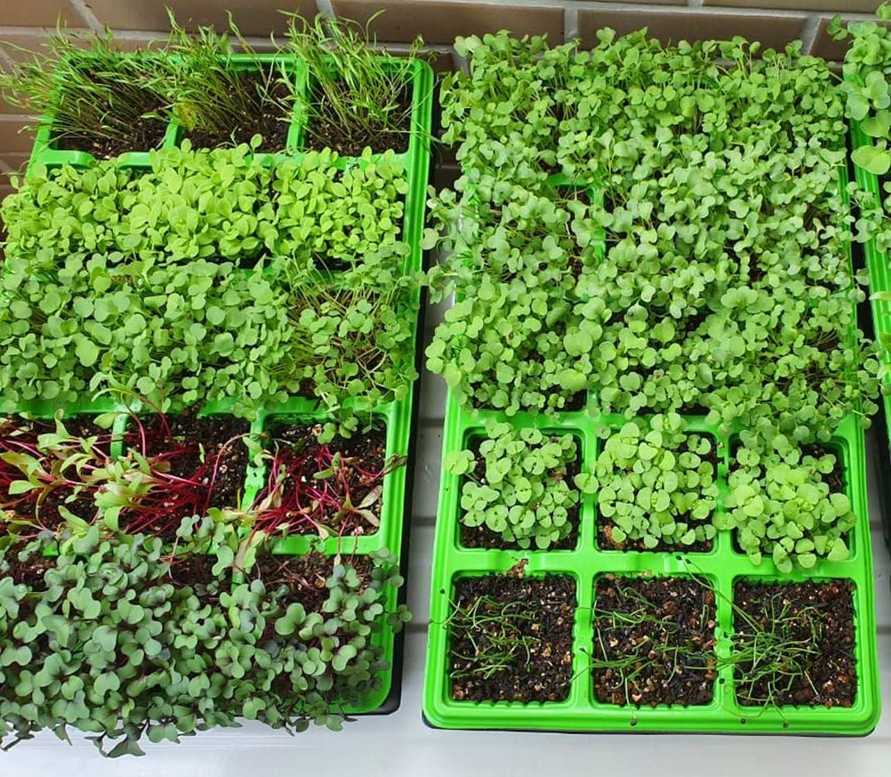 Pragas e Doenças: Prevenção Natural - inspiração 1