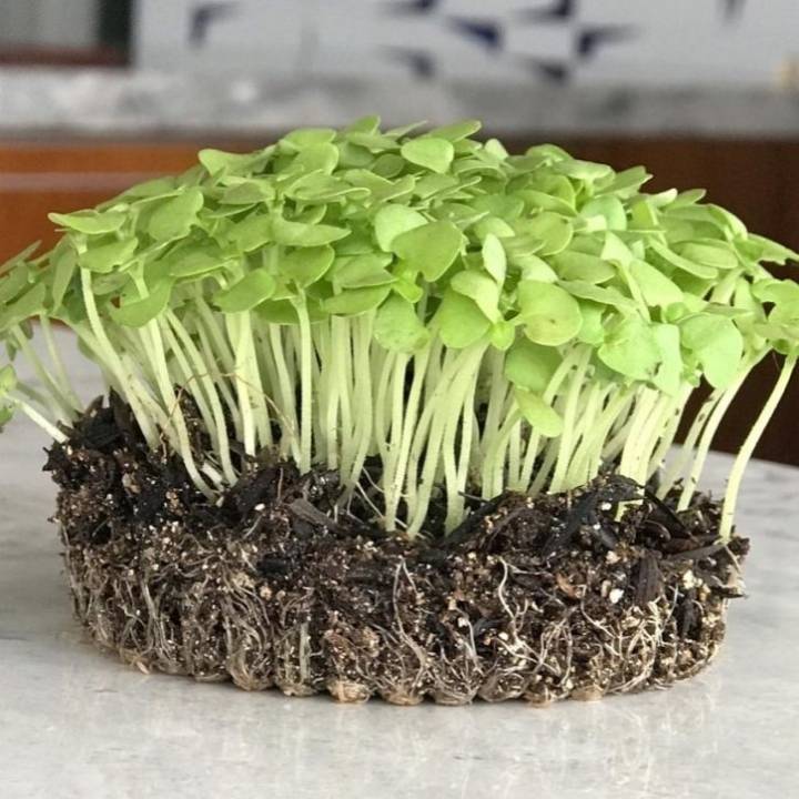 Preparando o Terreno: Substrato Ideal e Recipientes - inspiração 2