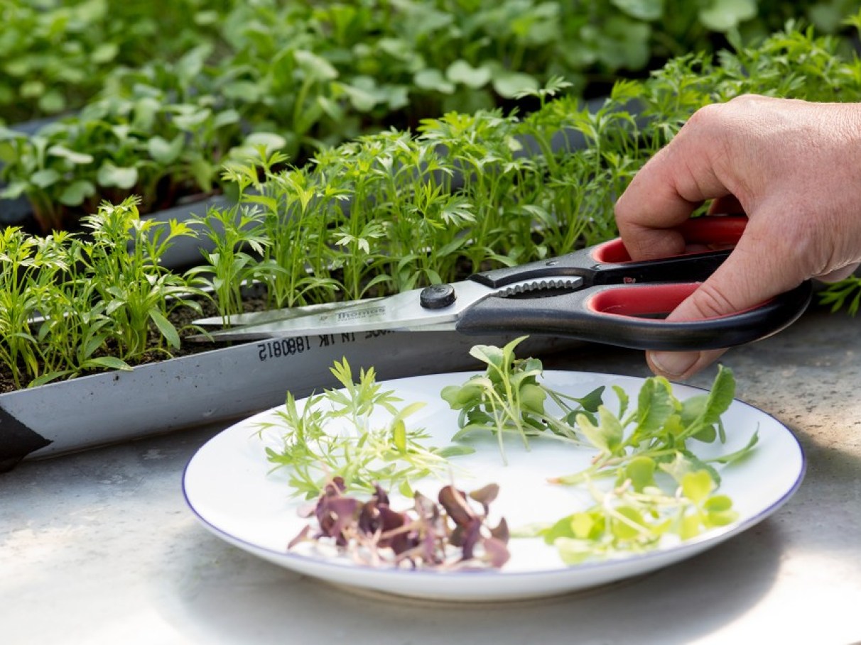 O Plantio Passo a Passo: Semear com Precisão - inspiração 1