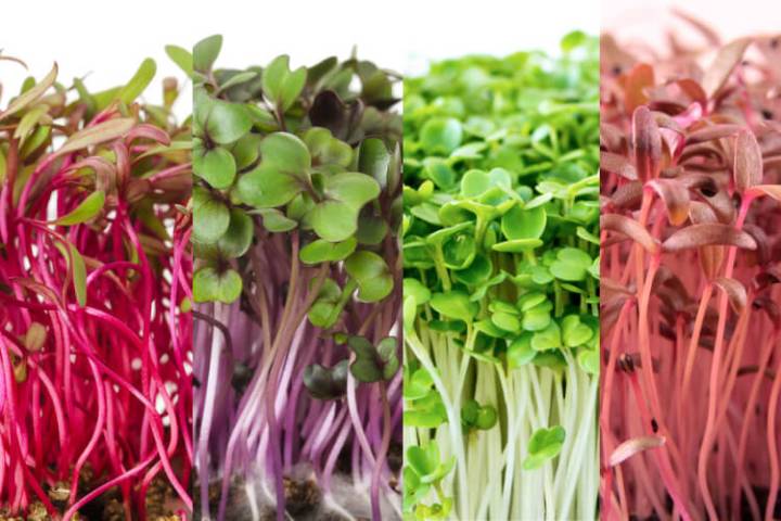 A Importância da Hidratação: Rega Consciente - inspiração 1