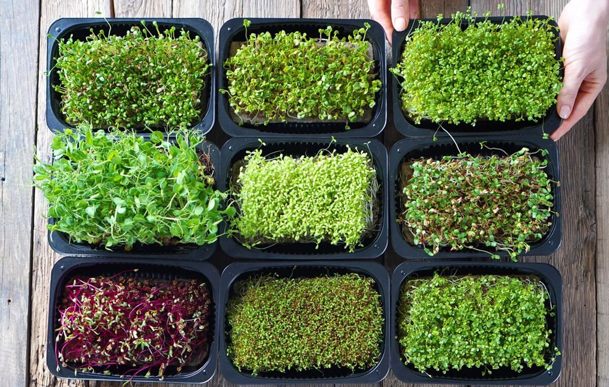 Luz Essencial: Sol Direto ou Indireto? - inspiração 1