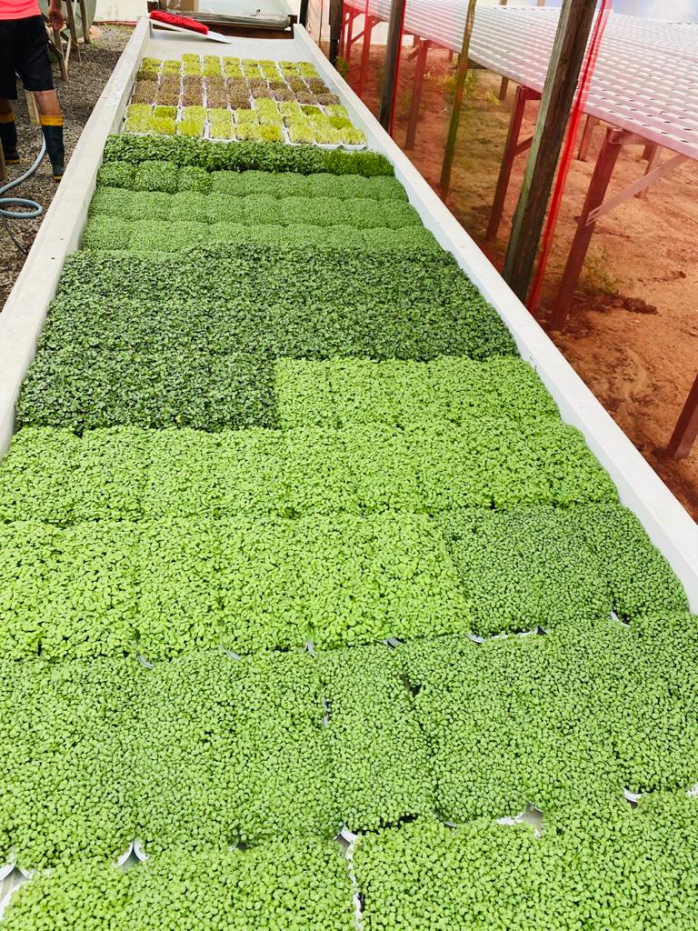 O Ciclo Rápido: Quando Colher seus Microverdes - inspiração 1