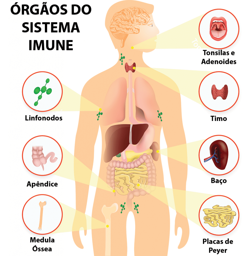 Primeira Linha de Defesa: A Pele e as Mucosas - inspiração 1