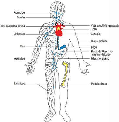 Os Especialistas: Linfócitos T e B Contra Invasores - inspiração 2