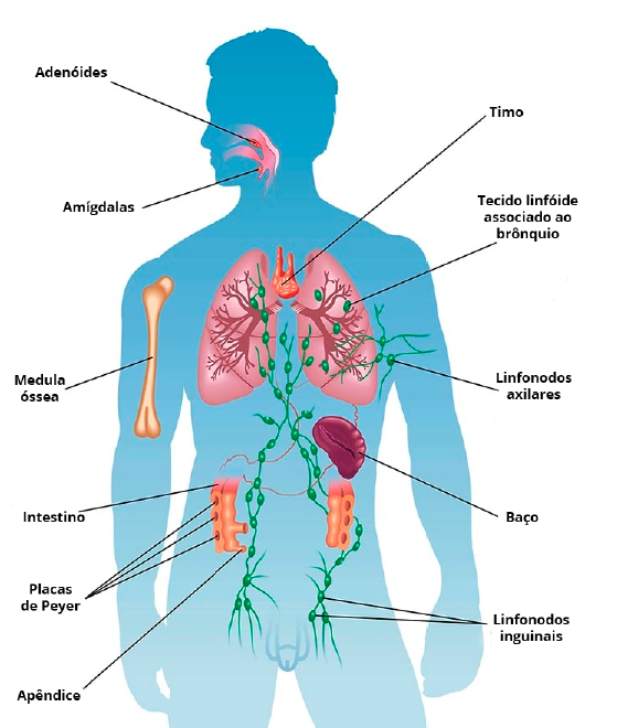 Os Detetives: Macrófagos e Neutrófilos Eliminando Ameaças - inspiração 2
