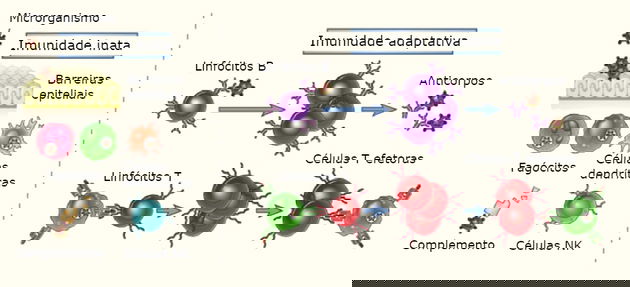 O Ataque Rápido: A Resposta Inflamatória e a Febre - inspiração 2