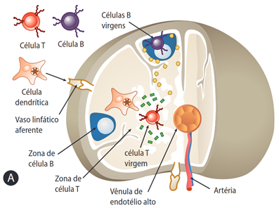 O Controle de Danos: A Importância do Equilíbrio Imunológico - inspiração 2