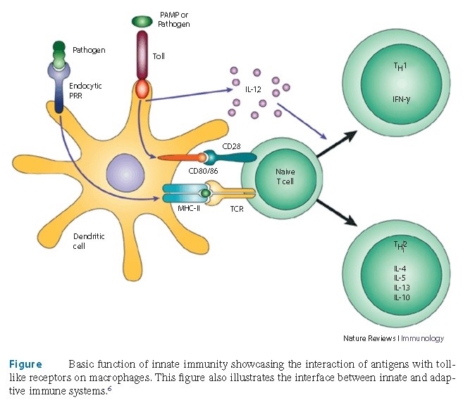 A Ameaça Interna: Células Autoimunes e Seus Ataques - inspiração 2